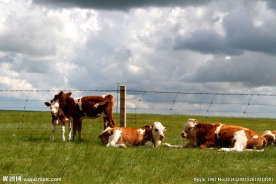 草原的牛