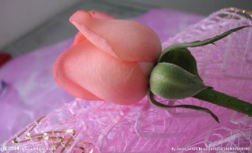 粉玫瑰