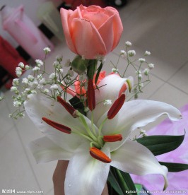 玫瑰百合
