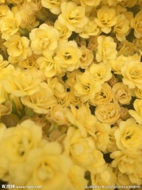 黄色小花