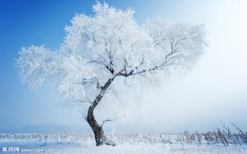 冰晶树
