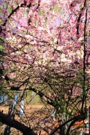 桃花开