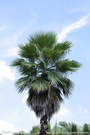 葵树