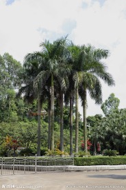 葵树