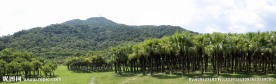 葵树