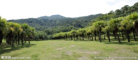 葵树