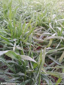 结霜麦田