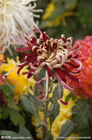 菊花