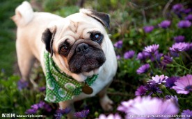 可爱萌狗狗图片