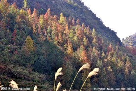 芦花红枫