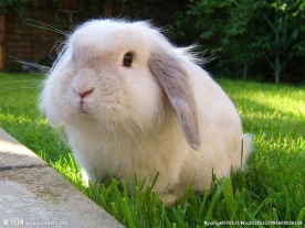 垂耳兔图片