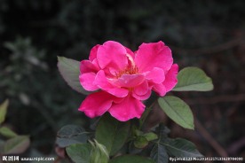 玫瑰花