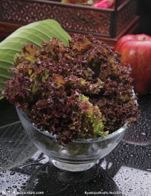 紫生菜
