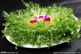 苦菊
