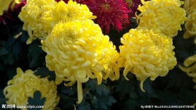 菊花展