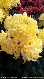 菊花展