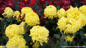 菊花展