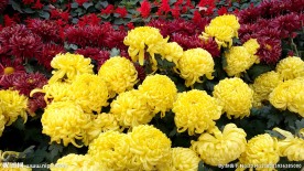 菊花展