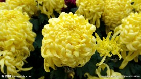 菊花展