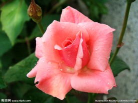 月季花