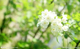 白花