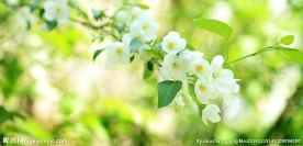 小白花