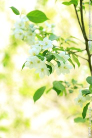 白花