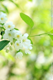 小白花