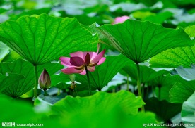 荷花