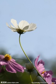 格桑花
