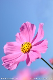 格桑花