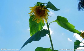 蓝天向阳花