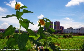 菜园向阳花