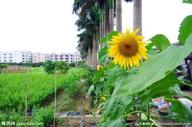 菜园向阳花