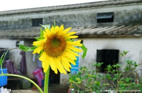 向阳花