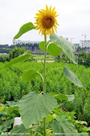菜园向阳花