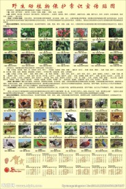 森林保护宣传资料