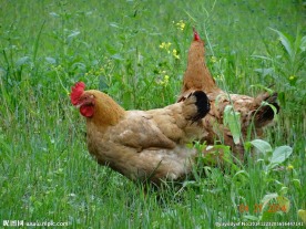散养的母鸡