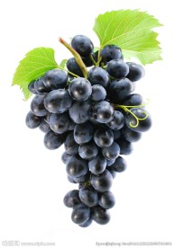 葡萄