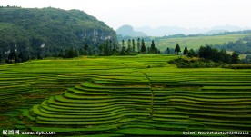 龙里梯田风光