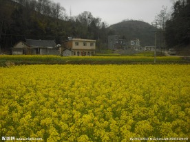 花朵