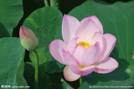莲花