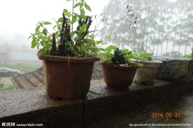 雨后的植物