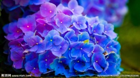 紫色花儿