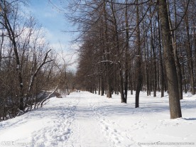 雪景