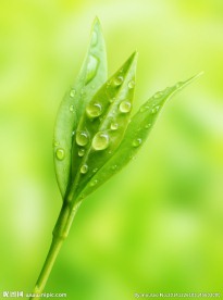 绿草
