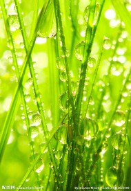 绿草