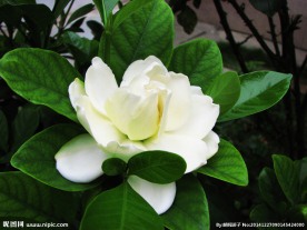栀子花