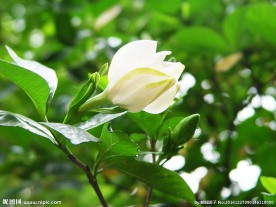 栀子花