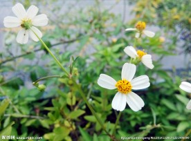 菊花（非高清）